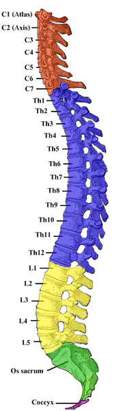 vertebrae of the vertebral column
